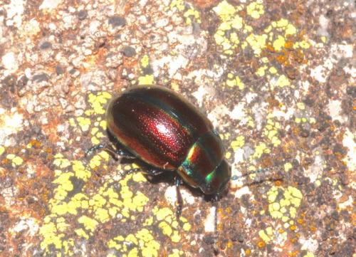 Chrysolina cerealis